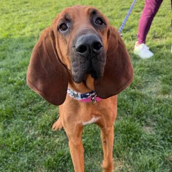 LilyPad -  Bloodhound Dog for Adoption in Plainfield, Illinois - LilyPad | PetCurious