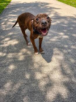 Otis -  Pit Bull Terrier and Mixed Breed Dog for Adoption in Palm Coast, Florida - Otis | PetCurious