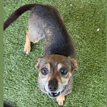 Feisty 0277 -  Chihuahua Dog for Adoption in Loxahatchee Groves, Florida - Feisty 0277 | PetCurious