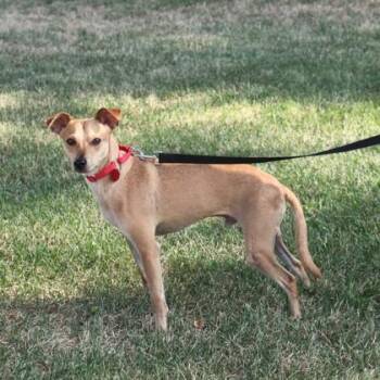 Collin+ -  Mixed Breed Dog for Adoption in Elk Grove Village, Illinois - Collin+ | PetCurious