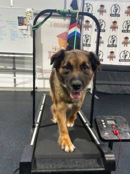 Asia -  Shepherd and Mixed Breed Dog for Adoption in Hamilton Township, New Jersey - Asia | PetCurious