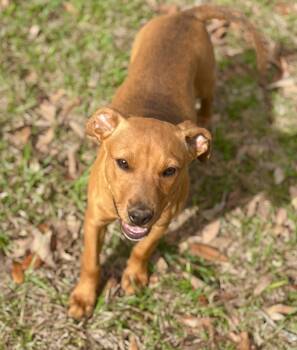 Miniature Pinscher and Terrier Dogs Available for Adoption - Demi | PetCurious