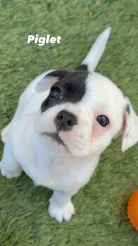French Bulldog Dogs Available for Adoption in Orange, California - Piglet | PetCurious