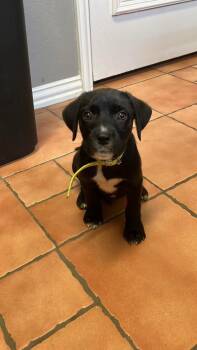 Light -  Labrador Retriever Dog for Adoption in Anna, Texas - Light | PetCurious