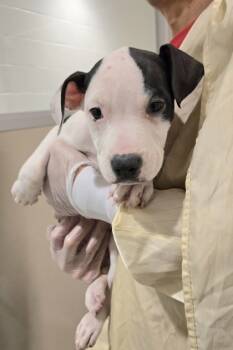 Rescue Pit Bull Terrier and Mixed Breed Dogs for Adoption in Bellevue, Washington - Hereford | PetCurious