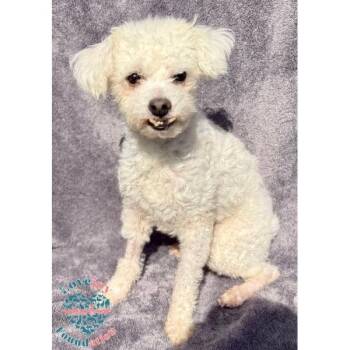 Bichon Frise Dogs Available for Adoption in Inglewood, California - Koala | PetCurious