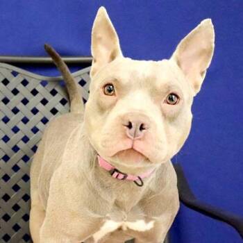 American Bulldog and Labrador Retriever Dogs Available for Adoption in Midland, Texas - River | PetCurious