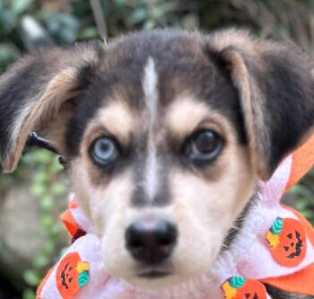 JILL-O-LANTERN -  Shepherd and Husky Dog for Adoption in Minesing, Ontario - JILL-O-LANTERN | PetCurious