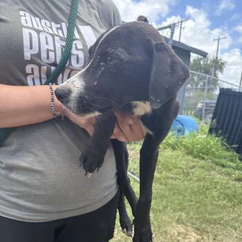 Bentley -  Mixed Breed Dog for Adoption in Austin, Texas - Bentley | PetCurious
