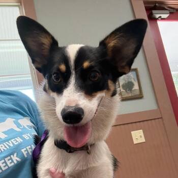 WRW-Stray-5260 -  Corgi Dog for Adoption in Montgomery, Texas - WRW-Stray-5260 | PetCurious