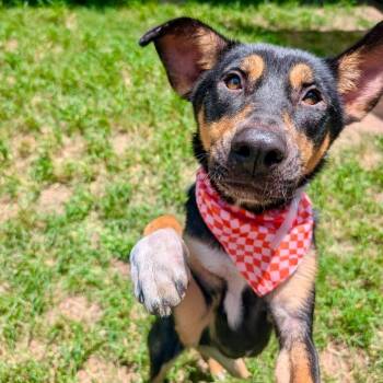 Trinity -  Shepherd Dog for Adoption in Pittsburgh, Pennsylvania - Trinity | PetCurious
