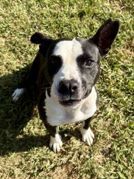 Rescue Terrier Dogs for Adoption in Lancaster, South Carolina - Orca | PetCurious