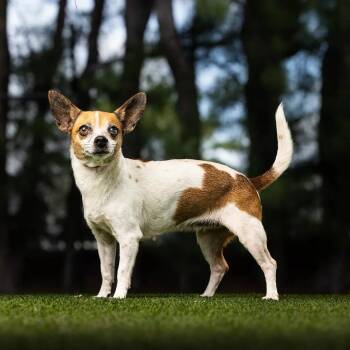 Bitsy -  Chihuahua and Mixed Breed Dog for Adoption in Jupiter, Florida - Bitsy | PetCurious