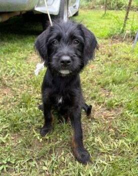 Taco -  Terrier Dog for Adoption in West Palm Beach, Florida - Taco | PetCurious