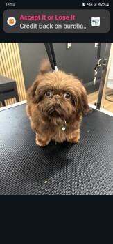  #2 -  Shih Tzu Dog for Sale in Marion, Michigan -  #2 | PetCurious