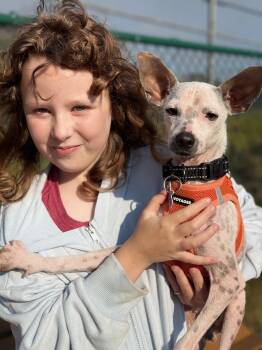 Rescue Rat Terrier and Chihuahua Dogs for Adoption in Redondo Beach, California - Antonio | PetCurious