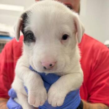 TX4169 Winchester -  Terrier and Mixed Breed Dog for Adoption in Port Washington, New York - TX4169 Winchester | PetCurious
