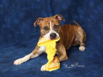 Rescue Boxer and Mixed Breed Dogs for Adoption in Omaha, Nebraska - ZILLA | PetCurious