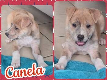 Canela -  Labrador Retriever and Pit Bull Terrier Dog for Adoption in Ringwood, New Jersey - Canela | PetCurious