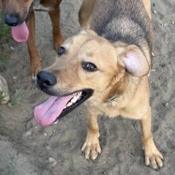 Sarge -  Yellow Labrador Retriever and Redbone Coonhound Dog for Adoption in Carver, Massachusetts - Sarge | PetCurious
