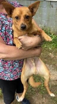 Bo 766-26 -  Chihuahua and Pomeranian Dog for Adoption in Cumming, Georgia - Bo 766-26 | PetCurious