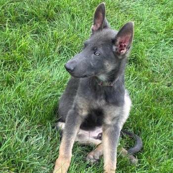 Rose -  German Shepherd Dog and Mixed Breed Dog for Adoption in Dayton, Ohio - Rose | PetCurious