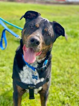 Rescue Rottweiler and Cattle Dog Dogs for Adoption in Grants Pass, Oregon - Angus | PetCurious