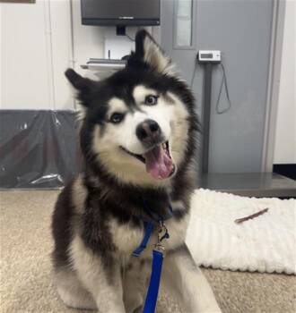 MILA -  Siberian Husky Dog for Adoption in Boston, Massachusetts - MILA | PetCurious