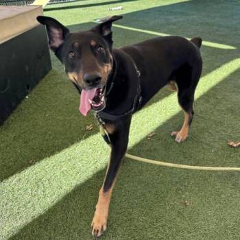 Doberman Pinscher Dogs Available for Adoption in Walnut Creek, California - Mario | PetCurious