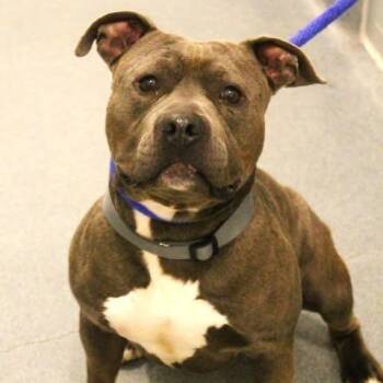Pit Bull Terrier Dogs Available for Adoption in Fredericksburg, Virginia - 26-00533 BLUE | PetCurious