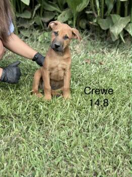 Crewe -  Hound and Black Mouth Cur Dog for Adoption in Norfolk, Massachusetts - Crewe | PetCurious