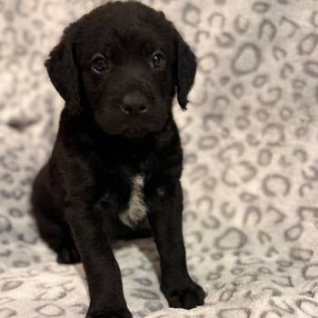 Emma Lou -  Black Labrador Retriever Dog for Adoption in Sequatchie, Tennessee - Emma Lou | PetCurious