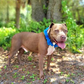Rescue Mixed Breed Dogs for Adoption in Port Charlotte, Florida - Smoke | PetCurious