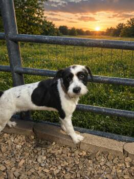 Toy Fox Terrier Dogs Available for Adoption in Brownstown, Indiana - Oreo | PetCurious