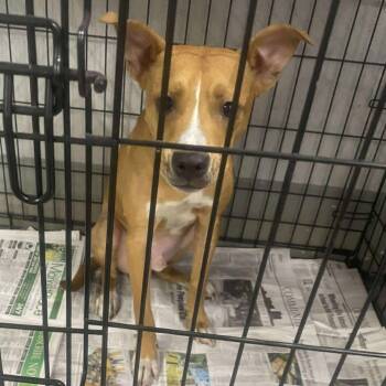 Rescue Mixed Breed Dogs for Adoption in Huntington, West Virginia - Sawyer | PetCurious