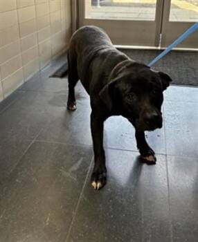 Pit Bull Terrier and Mixed Breed Dogs Available for Adoption - DOVE | PetCurious