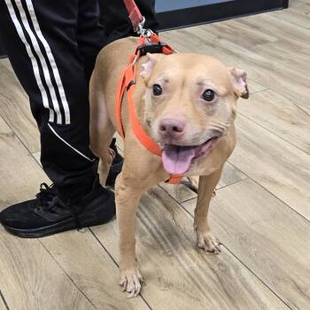 Rescue Pit Bull Terrier Dogs for Adoption in Newark, New Jersey - Coco | PetCurious