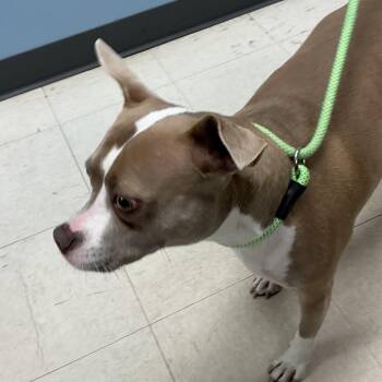 Pit Bull Terrier Dogs Available for Adoption in Saint Joseph, Missouri - Flower | PetCurious