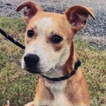 Jim Dandy -  Carolina Dog and Mixed Breed Dog for Adoption in Wilmington, Delaware - Jim Dandy | PetCurious