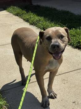 TINK -  Pit Bull Terrier Dog for Adoption - TINK | PetCurious
