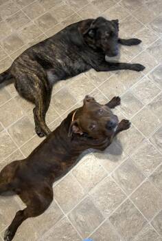 Pit Bull Terrier and American Bulldog Dogs Available for Adoption in Spring City, Pennsylvania - Hank Aka Tank | PetCurious