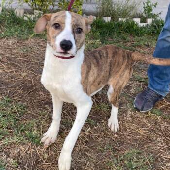 Whippet Dogs Available for Adoption - Annie | PetCurious