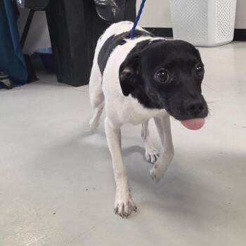 Levi -  Mixed Breed Dog for Adoption in Houston, Texas - Levi | PetCurious