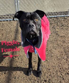 Cane Corso and Labrador Retriever Dogs Available for Adoption in Minot, North Dakota - Piggie 26-9524 | PetCurious