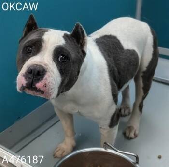 A476187 -  American Bulldog Dog for Adoption in Oklahoma City, Oklahoma - A476187 | PetCurious