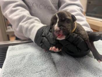 Pit Bull Terrier Dogs Available for Adoption in Martinez, California - A1047032 | PetCurious