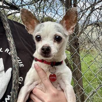 Mixed Breed and Chihuahua Dogs Available for Adoption in Glenwood Springs, Colorado - Rain | PetCurious