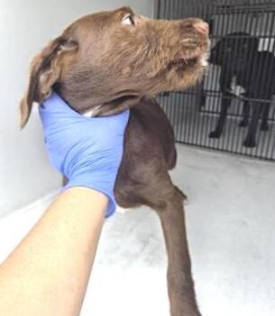 Poodle Dogs Available for Adoption in Houston, Texas - A654355 | PetCurious