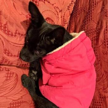 SNOOKIE -  Terrier and Mixed Breed Dog for Adoption in Pleasanton, California - SNOOKIE | PetCurious