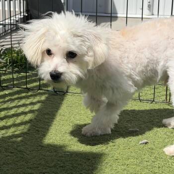 Miles (MY26-99) -  Coton De Tulear and None Dog for Adoption in Peyton, Colorado - Miles (MY26-99) | PetCurious